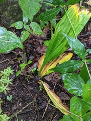 Veratrum parviflorum