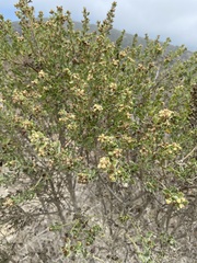 Baccharis pilularis
