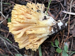 Ramaria cyaneigranosa