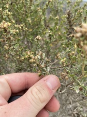 Baccharis pilularis