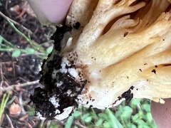 Ramaria cyaneigranosa