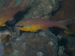 Ostorhinchus apogonoides