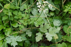 Conopodium