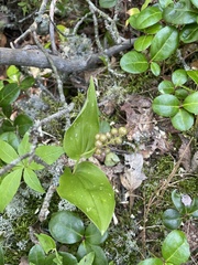 Maianthemum canadense