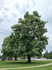 Catalpa speciosa