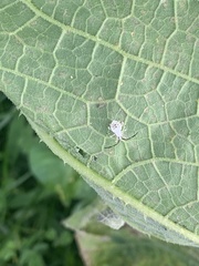 Anasa