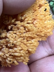 Ramaria cyaneigranosa