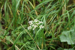Conopodium