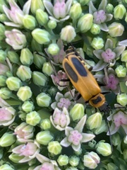 Chauliognathus pensylvanicus