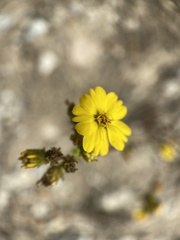 Deinandra fasciculata