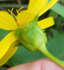Silphium integrifolium
