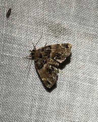 Cutina distincta