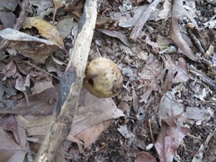 Amphibolips confluenta