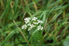 Conopodium