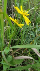 Silphium integrifolium