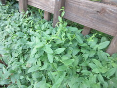 Convolvulus arvensis