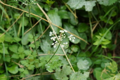 Conopodium