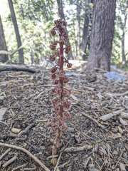Pterospora andromedea