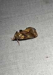 Plusiodonta compressipalpis