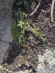Pedicularis semibarbata