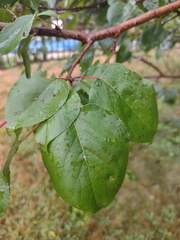 Prunus domestica