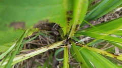 Silphium integrifolium