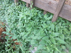 Convolvulus arvensis