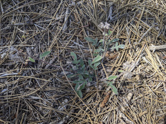 Phacelia mutabilis