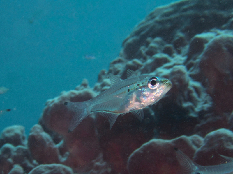 Spotted glass cardinalfish (Rhabdamia spilota) — Apogonidae