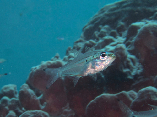 Spotted glass cardinalfish (Rhabdamia spilota) — Apogonidae