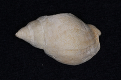 Cominella adspersa