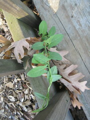 Convolvulus arvensis