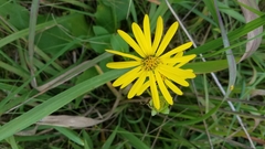 Silphium integrifolium