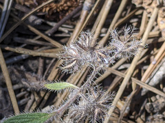 Phacelia mutabilis