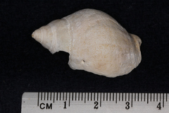 Cominella adspersa