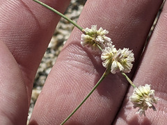 Eriogonum molestum