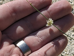 Eriogonum molestum