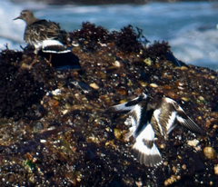 Arenaria melanocephala