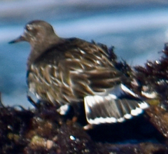 Arenaria melanocephala