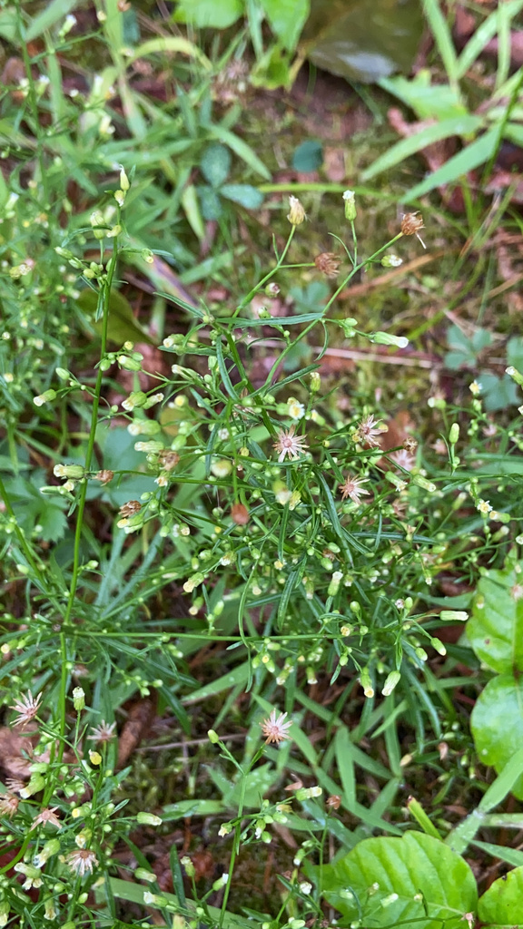 sunflowers, daisies, asters, and allies from Pond Rd, Windsor, CT, US