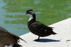 Anas platyrhynchos domesticus