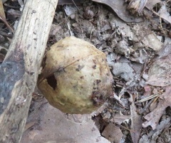 Amphibolips confluenta