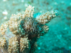 Margovula bimaculata