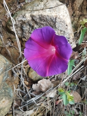Ipomoea decasperma
