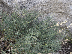 Lupinus hyacinthinus