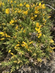 Ulex
