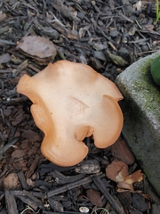 Hohenbuehelia petaloides