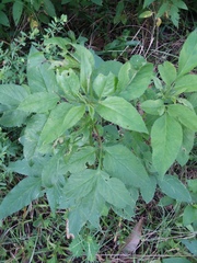 Bidens alba