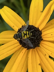 Eristalis transversa