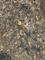 Cheiracanthium mildei